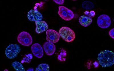 KPV Peptide: Revolutionary Anti-Inflammatory Research