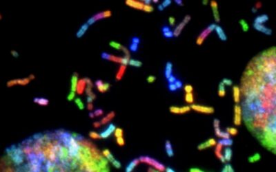 Semax Peptide: Comprehensive Research Analysis and Neuroprotective Mechanisms