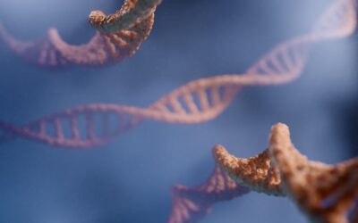 SS-31 Peptide: Advanced Mitochondrial Research & Protective Mechanisms